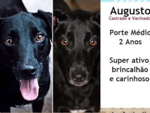 Cachorro raça SRD idade 2 anos nome Augusto