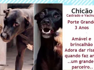 Cachorro raça SRD idade 3 anos nome Chicao