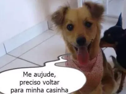 Cachorro raça SRD idade 1 ano nome Maia