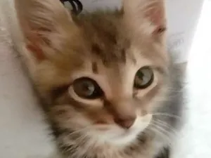 Gato raça Srd idade 2 a 6 meses nome Sem nome