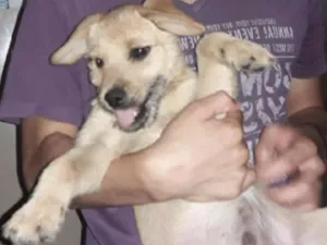 Cachorro raça Raça indefinida idade 2 a 6 meses nome Ainda sem nome