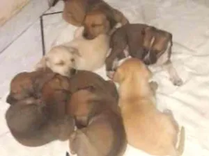 Cachorro raça sem raça idade Abaixo de 2 meses nome Sem nome