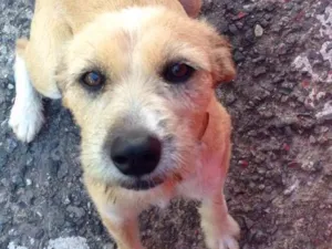 Cachorro raça Vira-Lata idade 1 ano nome Fiona