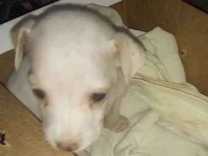 Cachorro ra a Não sei idade Abaixo de 2 meses nome Elza Frozen de leite