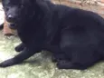 Rabito temporário 