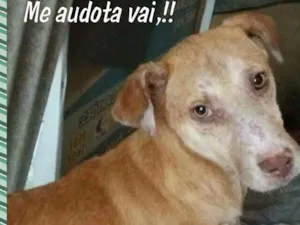 Cachorro raça Srd idade 2 anos nome Yellow