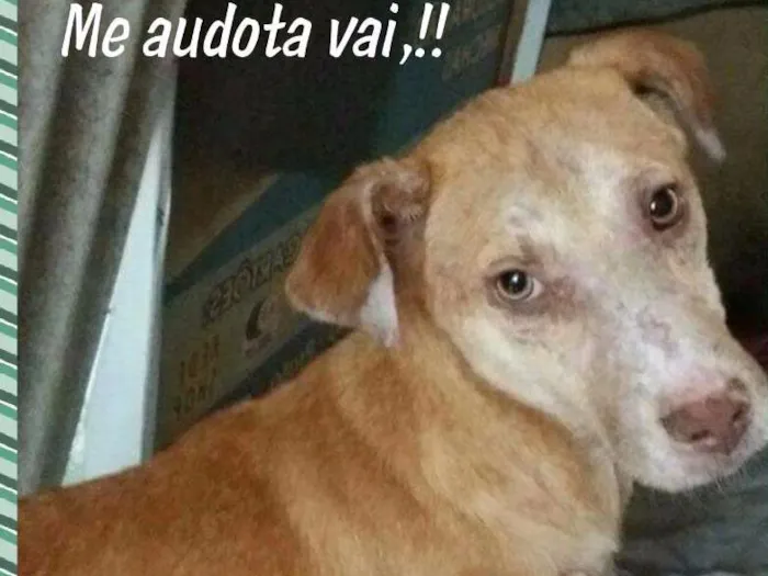 Cachorro ra a Srd idade 2 anos nome Yellow