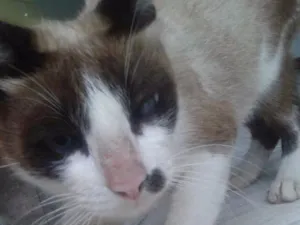 Gato raça Siamês e vira lata idade 2 anos nome Kitta e Flor