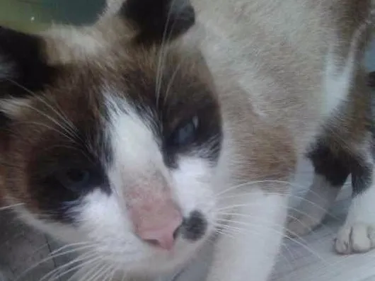 Gato ra a Siamês e vira lata idade 2 anos nome Kitta e Flor