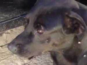 Cachorro raça Vira lata idade 3 anos nome Neguinho