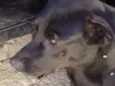 Neguinho