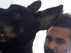 Cachorro raça Poodle com vira-lata  idade 2 anos nome Mauricio