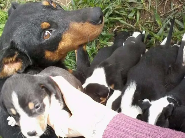 Cachorro ra a Vira lata  idade Abaixo de 2 meses nome Sem nomes