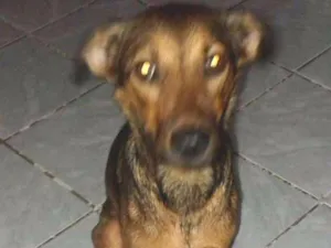 Cachorro raça Vila lata idade 1 ano nome Nick