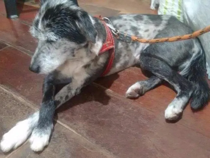 Cachorro ra a SRD idade 3 anos nome Flocos