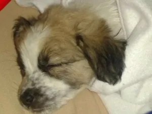 Gato raça Vira lata  idade 2 a 6 meses nome Mayla 