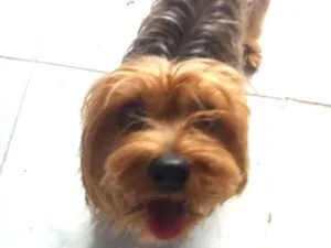 Cachorro raça Yokschaire idade 2 anos nome Lili