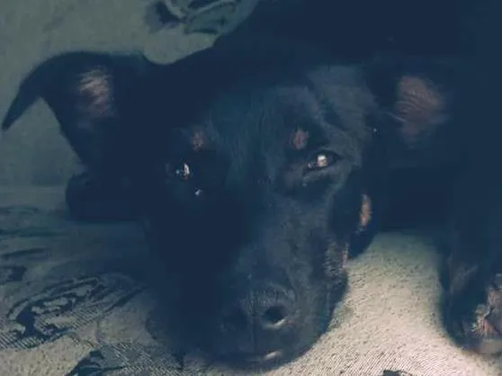 Cachorro ra a sem raça idade 7 a 11 meses nome Potter