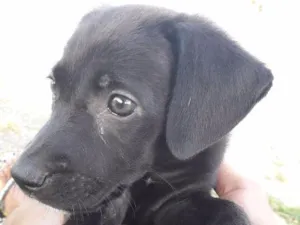 Cachorro raça  idade Abaixo de 2 meses nome Vick