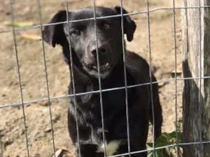 Cachorro raça Viralata idade 2 anos nome Preto