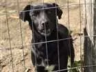 Cachorro raça Viralata idade 2 anos nome Preto