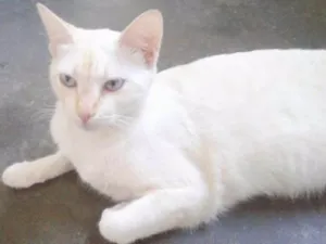 Gato raça Siamês  idade 2 anos nome Nina