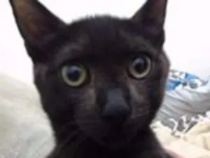 Gato raça  idade 2 a 6 meses nome nino