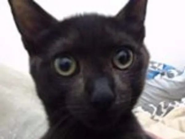 Gato ra a  idade 2 a 6 meses nome nino