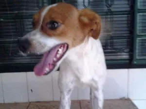 Cachorro raça vira-lata fox idade 2 anos nome lord