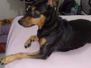 Cachorro raça Pinscher idade 6 ou mais anos nome Rannah e Brenda