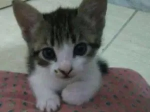Gato raça  idade Abaixo de 2 meses nome Fofuras para doação
