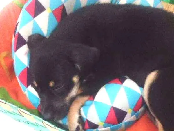 Cachorro ra a SRD idade 2 a 6 meses nome Rhanna