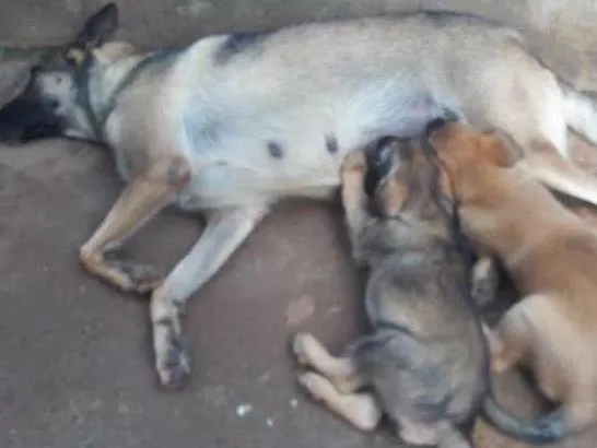 Cachorro ra a SDR  idade 2 a 6 meses nome Leoa