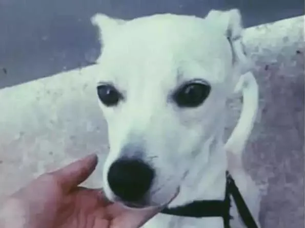 Cachorro raça Poodle com pinscher idade 7 a 11 meses nome Nick