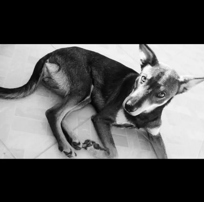 Cachorro ra a SRD idade 2 anos nome Hiro