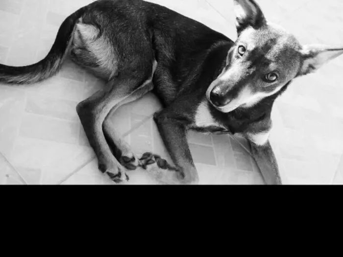 Cachorro ra a SRD idade 2 anos nome Hiro