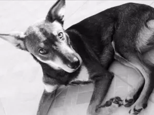 Cachorro raça SRD idade 2 anos nome Hiro