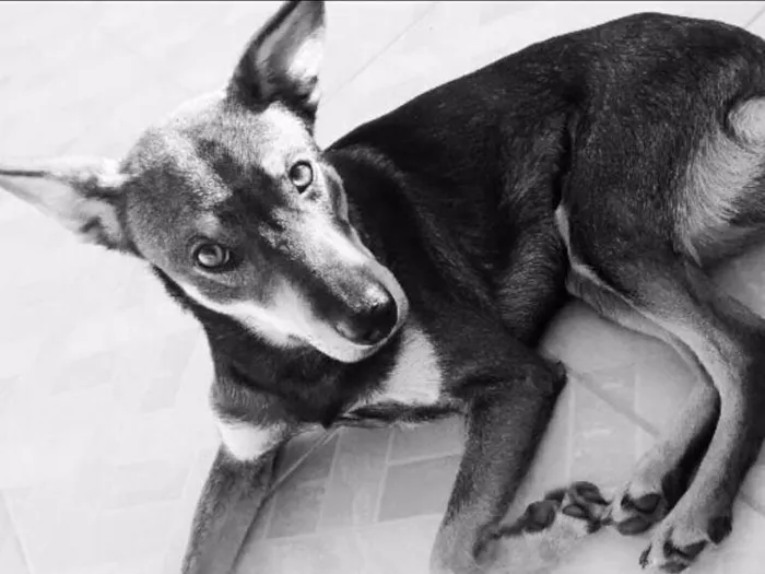 Cachorro ra a SRD idade 2 anos nome Hiro