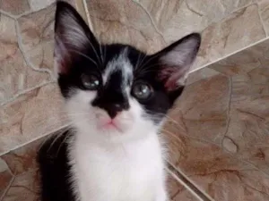 Gato raça linda idade 2 a 6 meses nome Esmeralda Rubi Perla