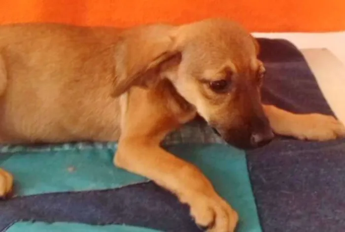 Cachorro ra a SRD idade 2 a 6 meses nome SISSY