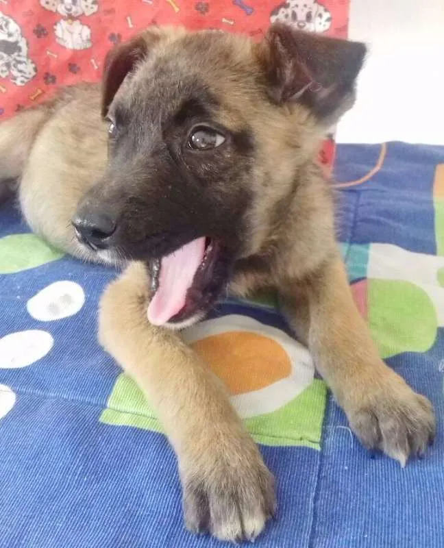Cachorro ra a SRD idade 2 a 6 meses nome TEDDY