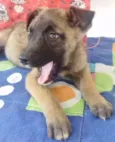 TEDDY
