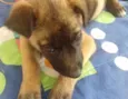 TEDDY