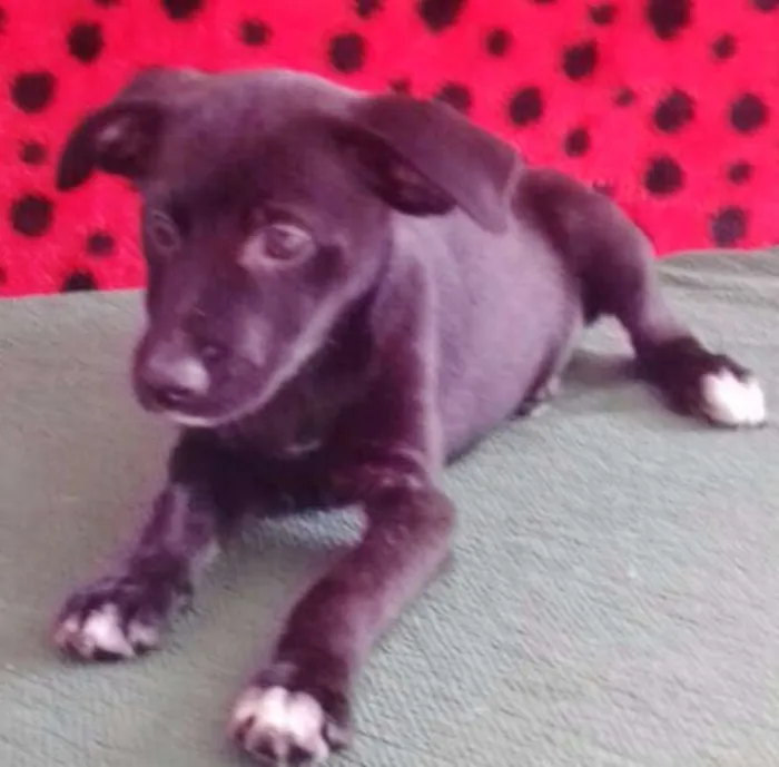 Cachorro ra a SRD idade 2 a 6 meses nome PELÉ