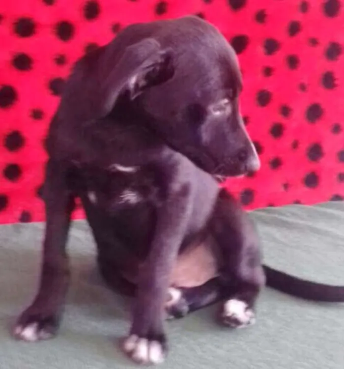 Cachorro ra a SRD idade 2 a 6 meses nome PELÉ