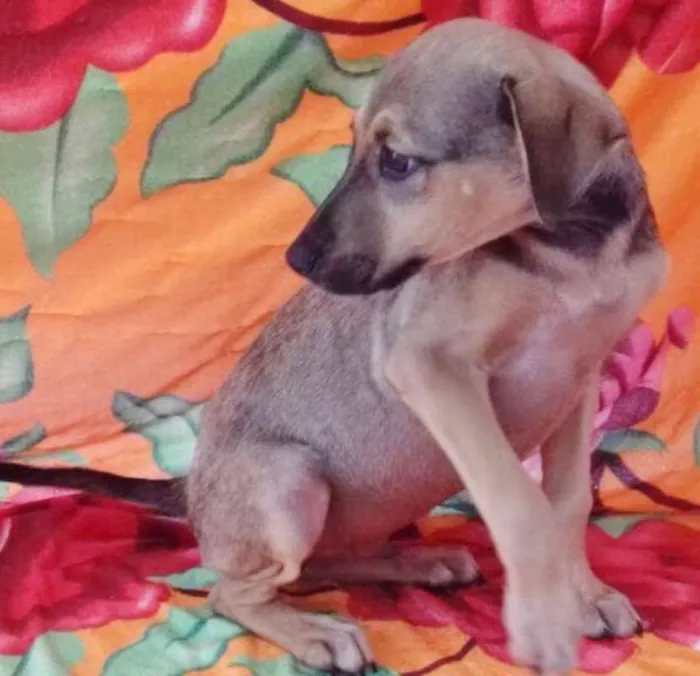 Cachorro ra a SRD idade 2 a 6 meses nome TUCO