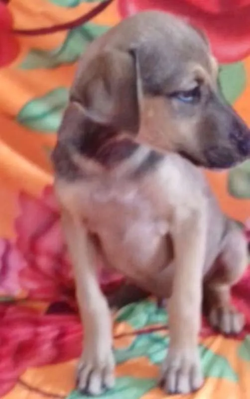 Cachorro ra a SRD idade 2 a 6 meses nome TUCO