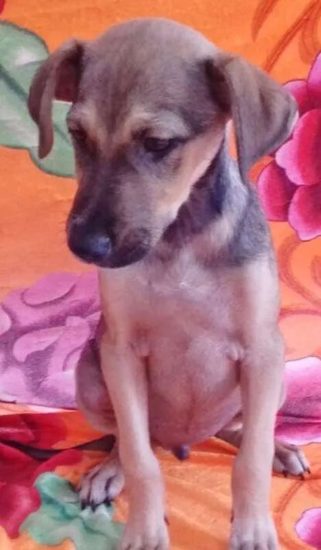 Cachorro ra a SRD idade 2 a 6 meses nome TUCO
