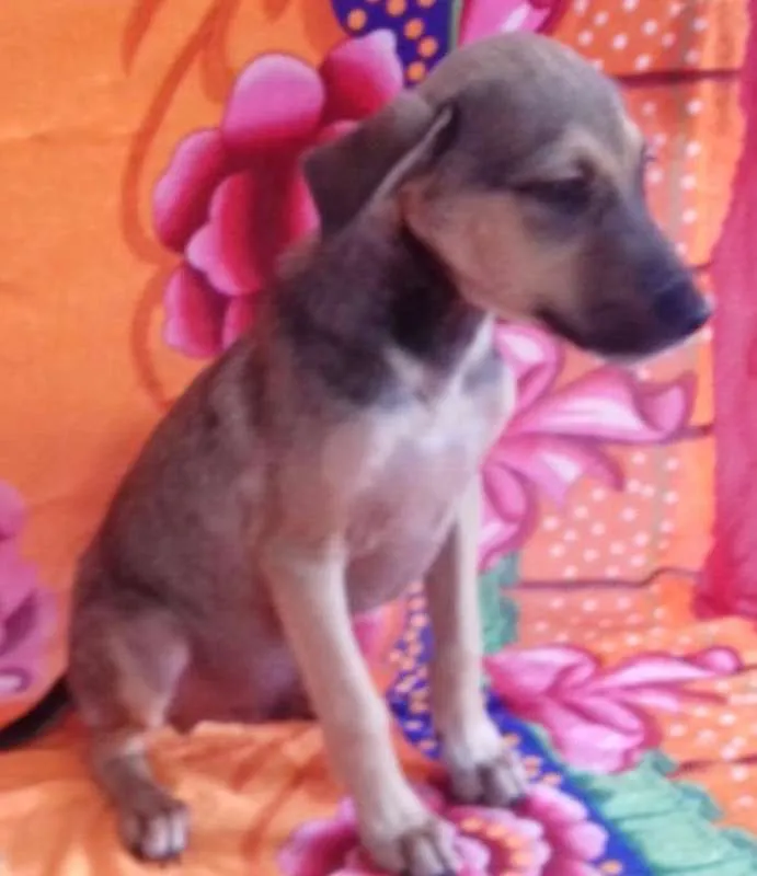 Cachorro ra a SRD idade 2 a 6 meses nome BEBEL
