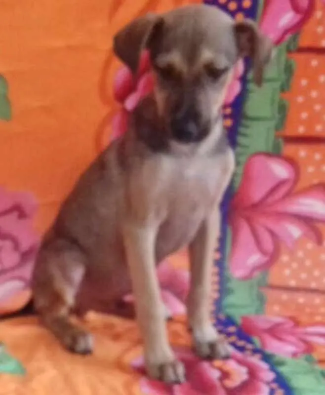 Cachorro ra a SRD idade 2 a 6 meses nome BEBEL